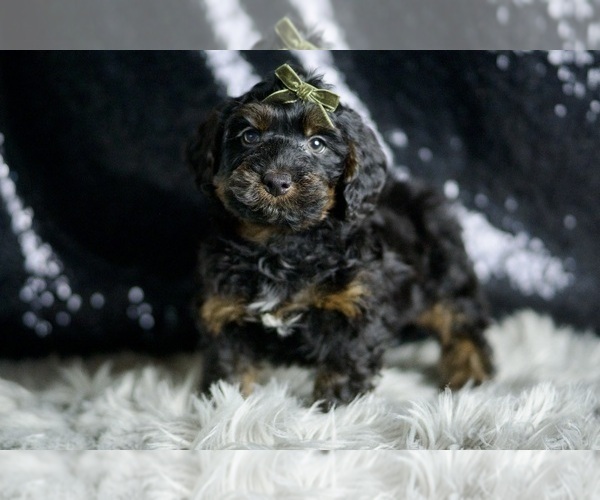 Medium Photo #129 YorkiePoo Puppy For Sale in WARSAW, IN, USA