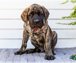 Small #1 Mastiff