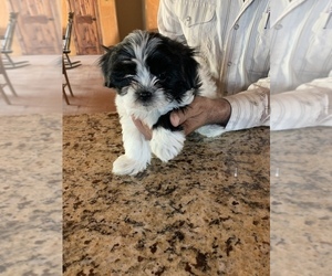 Mal-Shi-Maltese Mix Dog for Adoption in BANGS, Texas USA