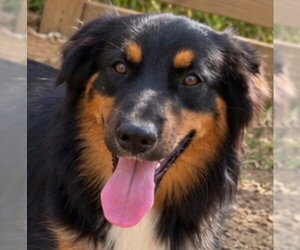 Brianna - Female Australian Shepherd Dog for Adoption - Photo #4