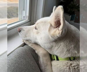 Siberian Husky Dogs for adoption in Omaha, NE, USA