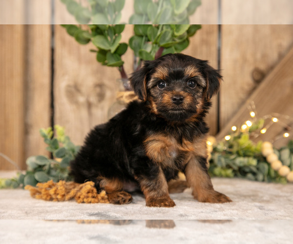 Medium Photo #9 Yorkshire Terrier Puppy For Sale in GREENWICH, OH, USA
