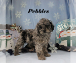 Small #13 Poodle (Toy)
