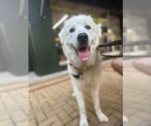 Great Pyrenees Dogs for adoption in Holly Springs, NC, USA