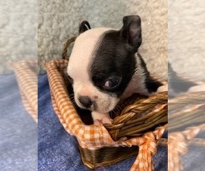 Boston Terrier Puppy for sale in CRKD RVR RNCH, OR, USA