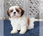 Small #2 Shih Tzu