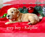 Puppy Ralphie Golden Retriever