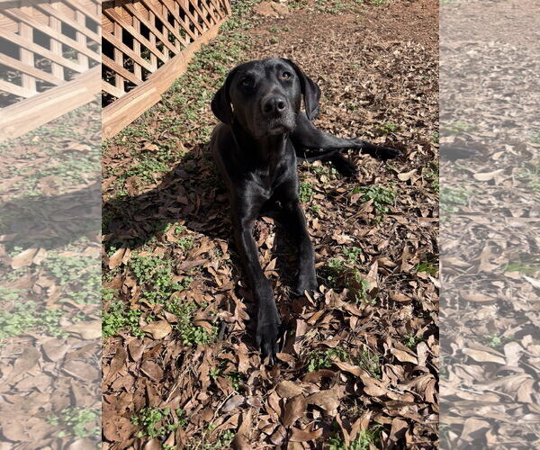 Medium Photo #7 Labrador Retriever-Unknown Mix Puppy For Sale in Greenville, SC, USA