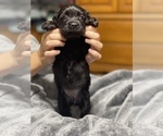 Small Photo #20 Cocker Spaniel Puppy For Sale in GADSDEN, AL, USA