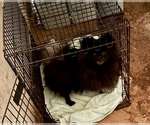 Small Photo #1 Pomeranian Puppy For Sale in MOUNTAIN VIEW, MO, USA