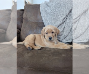 Labrador Retriever Litter for sale in HOLLAND, MI, USA