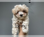Puppy 1 Maltese-Poodle (Toy) Mix