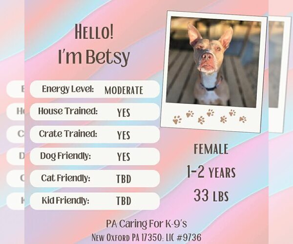 Medium Photo #1 American Staffordshire Terrier-Unknown Mix Puppy For Sale in New Oxford , PA, USA