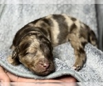 Small Photo #5 Goldendoodle Puppy For Sale in HOWARD CITY, MI, USA