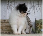 Small Photo #5 Pomeranian Puppy For Sale in FREDERICKSBG, OH, USA
