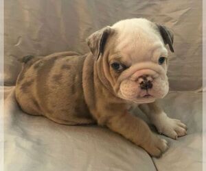 English Bulldog Puppy for sale in JOHNS ISLAND, SC, USA