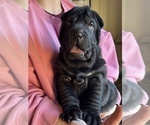 Puppy Serana Chinese Shar-Pei