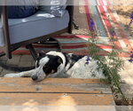 Small #10 Border Collie Mix