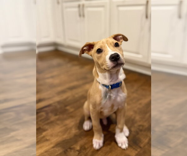 Medium Photo #4 American Pit Bull Terrier-Catahoula Leopard Dog Mix Puppy For Sale in St. Louis Park, MN, USA