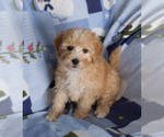 Small Photo #3 Goldendoodle Puppy For Sale in MILWAUKEE, WI, USA