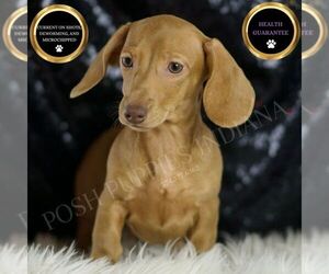 Dachshund Puppy for sale in WARSAW, IN, USA