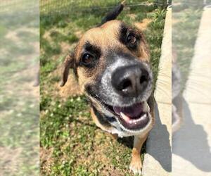 SULLY - Male German Shepherd Dog-Unknown Mix Dog for Adoption - Photo #2