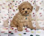 Puppy 2 Bichpoo
