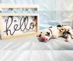 Small #1 Great Dane