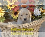 Small Photo #14 Golden Retriever Puppy For Sale in CRAWFORDVILLE, FL, USA