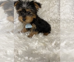 Yorkshire Terrier Puppy for Sale in BEECH GROVE, Indiana USA