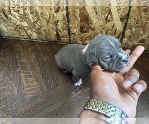 American Bully Puppy for Sale in ORANGE, New Jersey USA