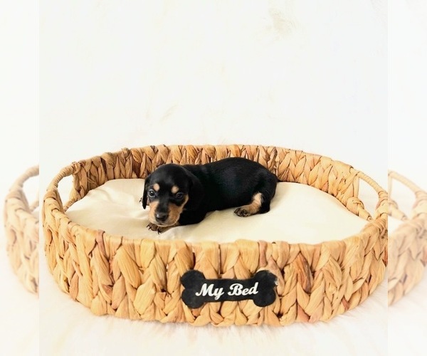 Medium Photo #4 Dachshund Puppy For Sale in DAVIS, CA, USA
