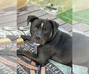 American Staffordshire Terrier-Labrador Retriever Mix Dogs for adoption in Brewster, NY, USA