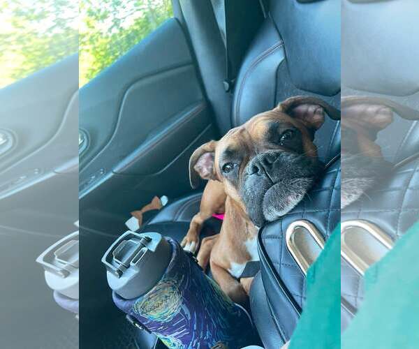 Medium Photo #9 Boxer Puppy For Sale in Burnsville, MN, USA
