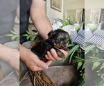 Small #5 Yorkshire Terrier