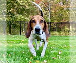 Small #5 Treeing Walker Coonhound