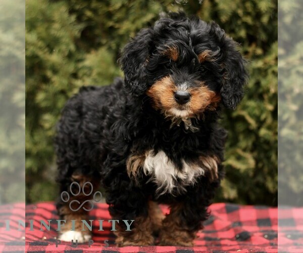 Medium Photo #3 Bernedoodle (Miniature) Puppy For Sale in LEOLA, PA, USA