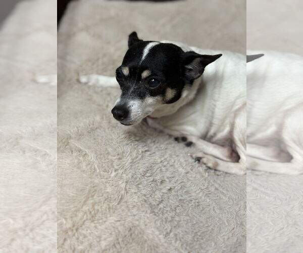 Medium Photo #6 Rat Terrier Puppy For Sale in New London, WI, USA