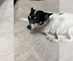 Small #5 Rat Terrier