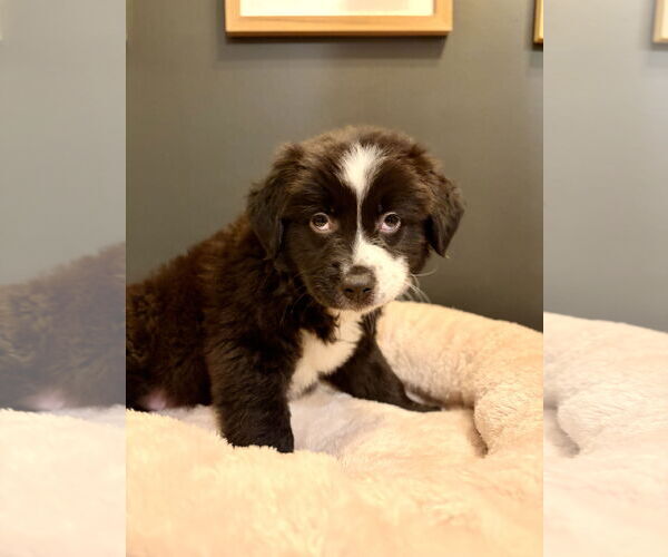 Medium Photo #2 Aussiedoodle Puppy For Sale in St. Louis Park, MN, USA