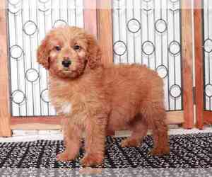 Goldendoodle (Miniature) Puppy for sale in NAPLES, FL, USA