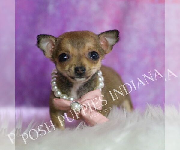 Medium Photo #3 Chihuahua Puppy For Sale in WARSAW, IN, USA