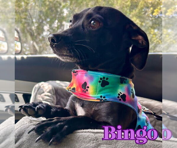 Medium Photo #11 Chiweenie Puppy For Sale in San Antonio, TX, USA