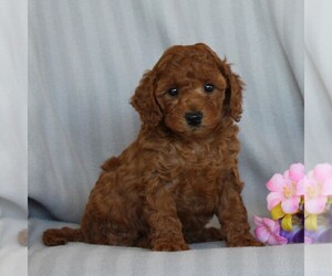 Poodle (Miniature) Puppy for sale in NARVON, PA, USA