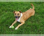 Small #1 Black Mouth Cur-Boxer Mix