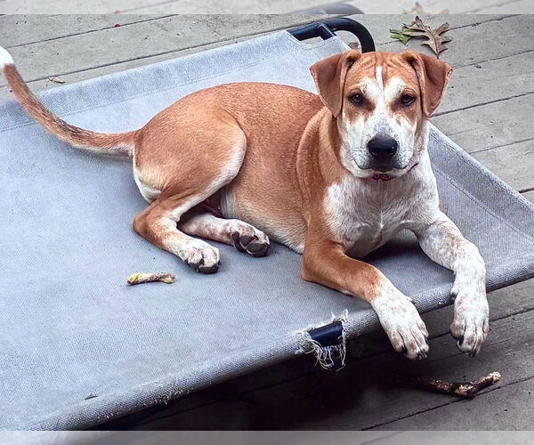 Medium Photo #11 Mutt Puppy For Sale in Chester, VA, USA