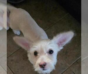 Holly - Female Norfolk Terrier-Unknown Mix Dog for Adoption - Photo #4