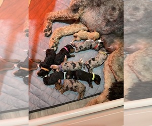 Bernedoodle (Miniature) Puppy for Sale in HELPER, Utah USA