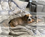 Small Photo #25 American Bully Puppy For Sale in LOGANVILLE, GA, USA