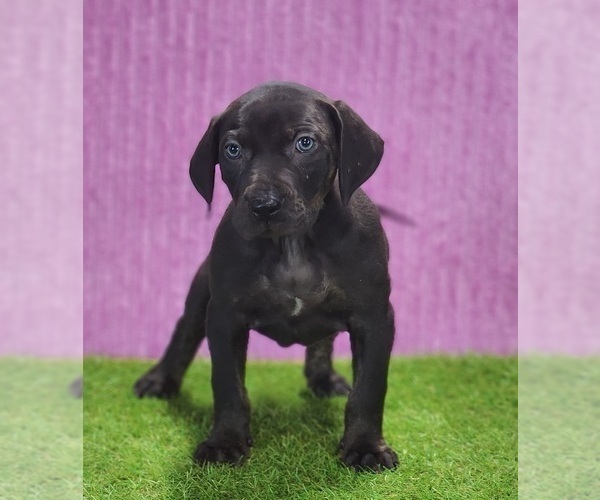 Medium Photo #1 Catahoula Leopard Dog Puppy For Sale in CUMBY, TX, USA